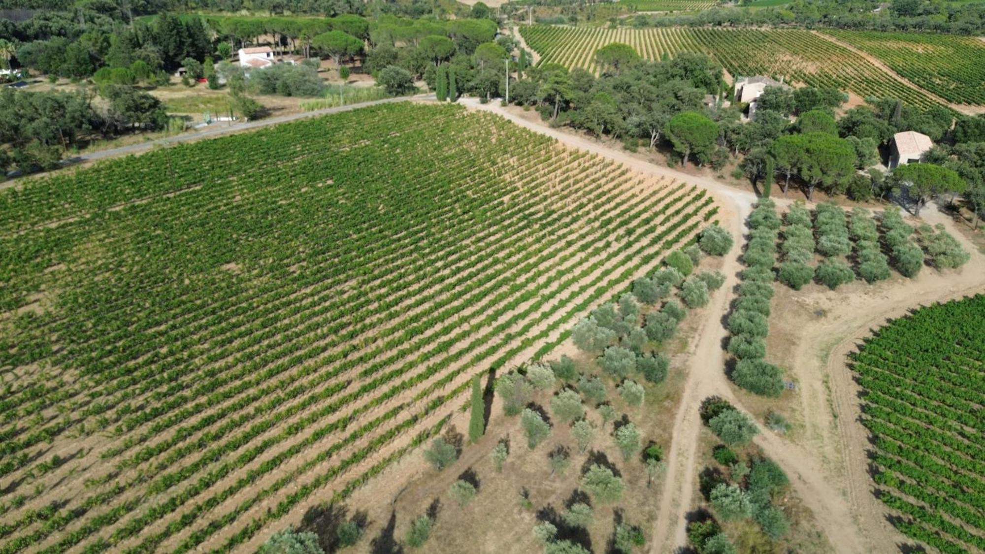 Charmant Appartement T2 Au Coeur Des Vignes Cogolin Εξωτερικό φωτογραφία