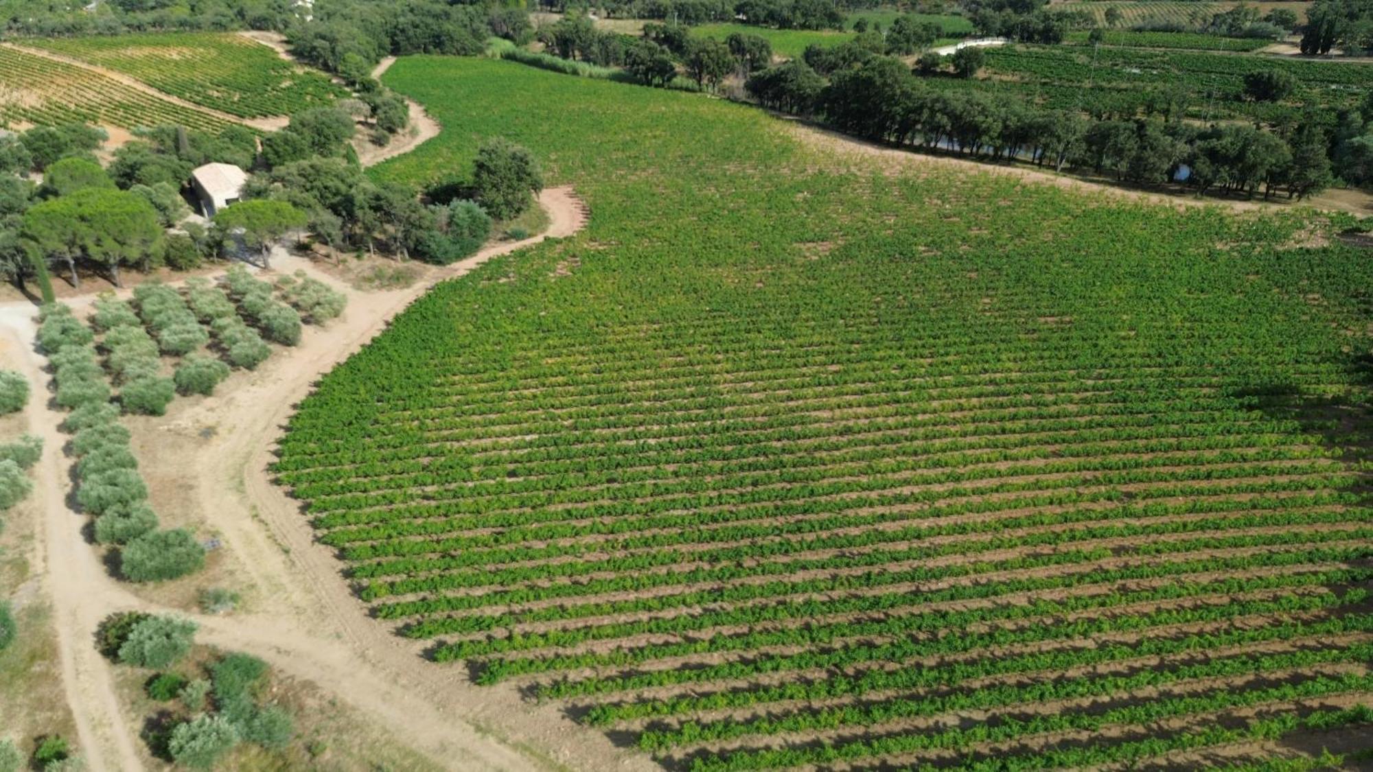 Charmant Appartement T2 Au Coeur Des Vignes Cogolin Εξωτερικό φωτογραφία